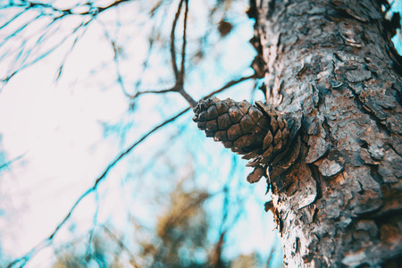 close-up of a pine cone in the bark of the trunk of a pinusの写真素材