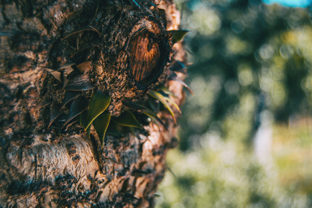 araucaria trunk with some loose leaves in nature