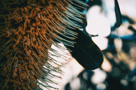 Yellow flower of banksia integrifolianin natureの写真素材