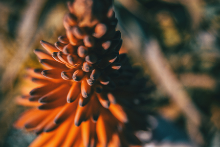 Intense red flower of ferocious aloe in sunlight in natureの写真素材