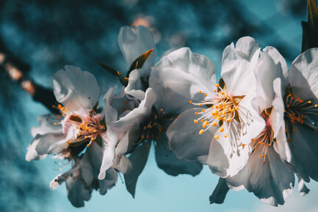 White flowers on the branch of a tree with blue sky background in natureの写真素材