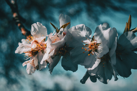 White flowers on the branch of a tree with blue sky backgroundの写真素材