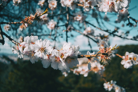 White flowers on the branch of a tree with blue sky background in natureの写真素材