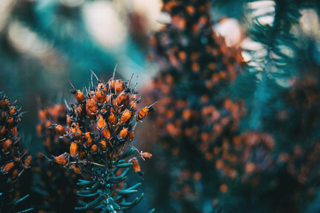Small brown and dry flowers of erica multiflora in natureの写真素材