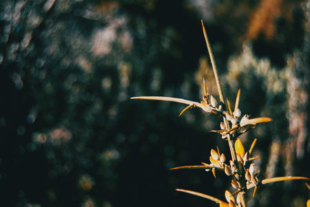 Branch with thorny flowers of ulex europaeus in the nature with sunlightの写真素材