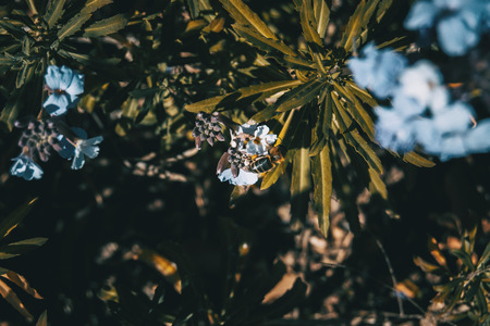 Lilac and blue flowers of bicolor erysimum in nature in sunlightの写真素材