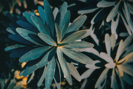 Leaves of euphorbia balsamifera in natureの写真素材