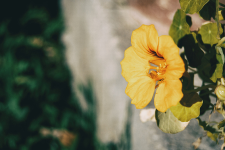 close-up of big and yellow flower isolatedの写真素材