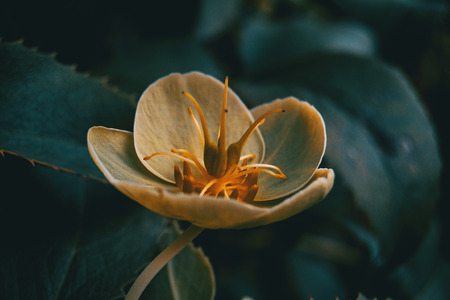 Orange and yellow helleborus viridis flowers in the nature with sunlightの写真素材
