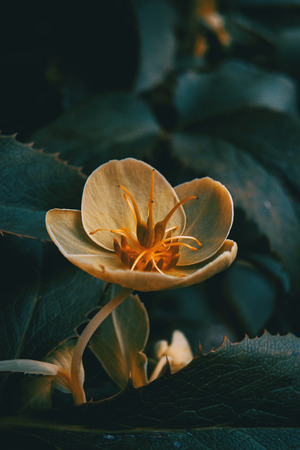 Orange and yellow helleborus viridis flowers in the nature with sunlightの写真素材
