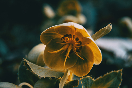 Orange and yellow helleborus viridis flowers in the nature with sunlightの写真素材