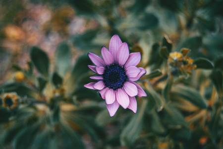 Close-up of lilac flower of osteospermum ecklonis in nature with leaves backgroundの写真素材