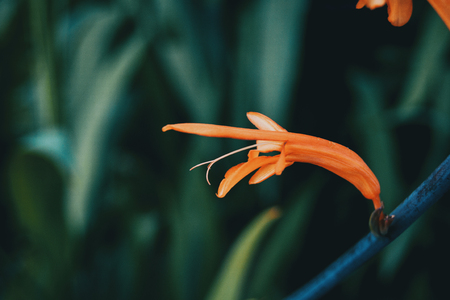 close-up of an isolated red flower of salvia elegans in natureの写真素材