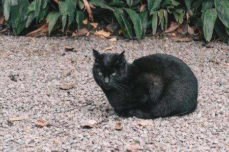 Black cat lying on the stones floor of a parkの写真素材