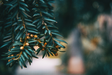 Close-up of branch of Baccata taxus with small fruits and a bokeh of natural light backgroundの写真素材