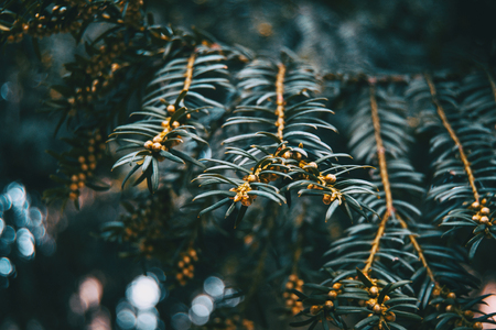 Close-up of branch of Baccata taxus with small fruits and a bokeh of natural light backgroundの写真素材