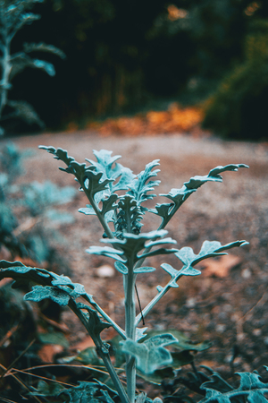 Close-up of bluish gray leaves of cineraria senecio in natureの写真素材