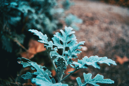 Close-up of bluish gray leaves of cineraria senecio in natureの写真素材