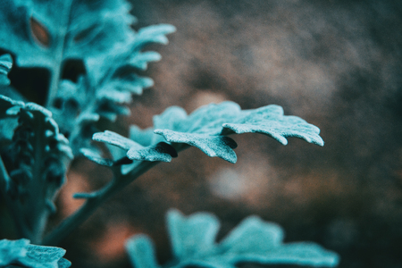 Close-up of bluish gray leaves of cineraria senecio in natureの写真素材