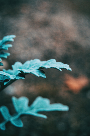 Close-up of bluish gray leaves of cineraria senecio in natureの写真素材