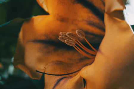Macro of some pistils and stamen of a large yellow flower of solandra maximaの写真素材