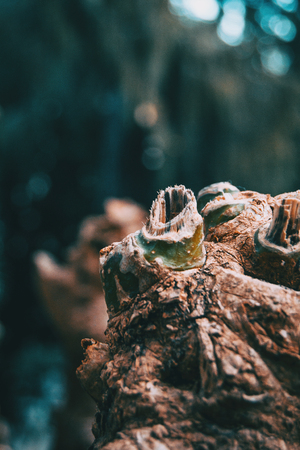 closeup of trunk stumps of a phytolacca dioica in nature with abstract formsの写真素材