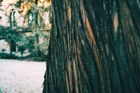 Close-up of the bark of a tree with abstract shapes in natureの写真素材