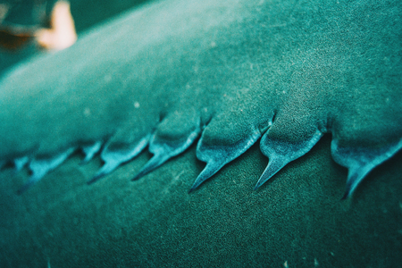Close-up of blue agave ferox thorn in natureの写真素材