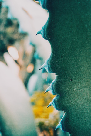 Close-up of blue agave ferox thorn in natureの写真素材