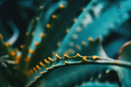 Leaf with green thorns of an aloe vera in natureの写真素材