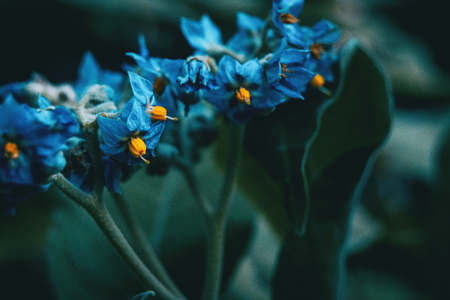 Close-up of blue and yellow flowers of Solanum giganteum in natureの写真素材