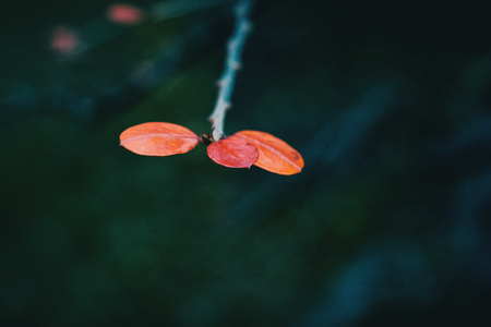 Close-up of three small red berberis thunbergii leaves in autumnの写真素材