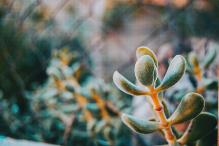 Close-up of an echeverria branch in natureの写真素材