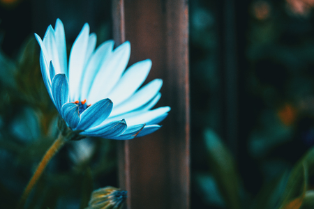 Close-up of an isolated white flower of osteospermum ecklonis in natureの写真素材