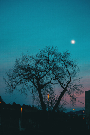Orange and blue colors of a sunset with the silhouette of leaves and trees without leaves in winterの写真素材