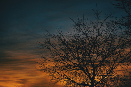 Orange and blue colors of a sunset with the silhouette of leaves and trees without leaves in winterの写真素材