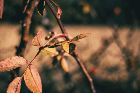 Red and orange leaves of rubiginosa rose in autumn in the natureの写真素材