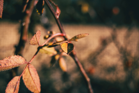 Red and orange leaves of rubiginosa rose in autumn in the natureの写真素材