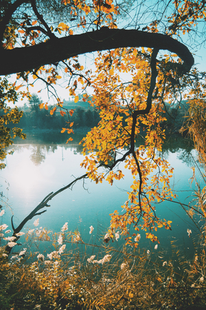 Close-up of branches with yellow leaves on a lake with reflection of the trees in the water on a cloudless day at sunsetの写真素材