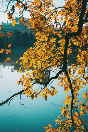 Close-up of branches with yellow leaves on a lake with reflection of the trees in the water on a cloudless day at sunsetの写真素材