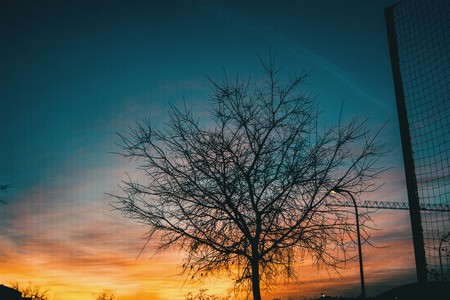 Orange and blue colors of a sunset with the silhouette of leaves and trees without leaves in winterの写真素材