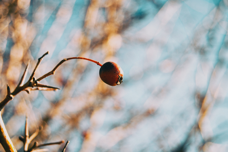 Close-up of small, round and red rose dog fruit in winterの写真素材