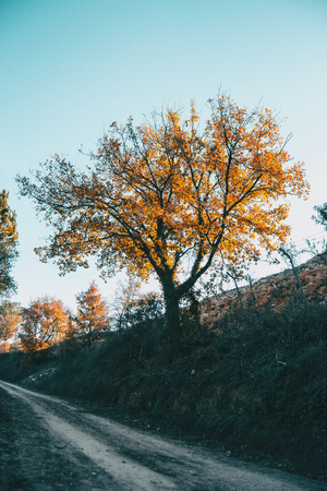 Sunset light illuminating the yellow leaves of a tree in winterの写真素材