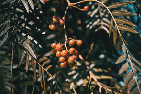 Close-up of red berries and leaves of schinus molle in natureの写真素材