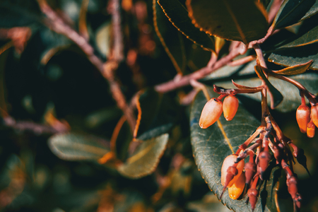 Close-up of arbutus unedo flowers in natureの写真素材