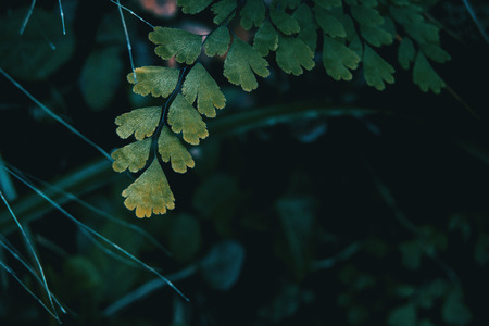 Close-up of adiantum cuneatum leaves with dark backgroundの写真素材