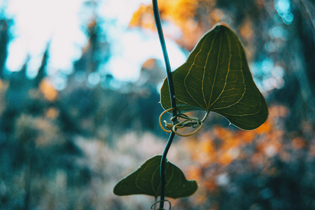Close-up of smilax aspera leaf in the natureの写真素材