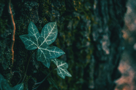 Close-up of an isolated ivy leaf in a dark environmentの写真素材
