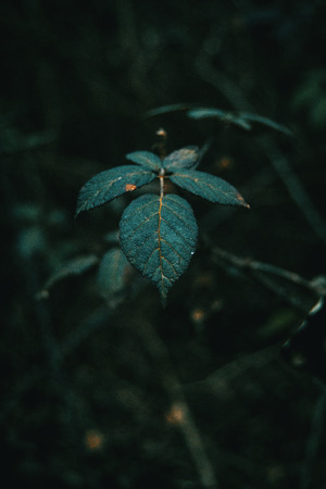 Close-up of  leaves rosa setigera on a dark backgroundの写真素材