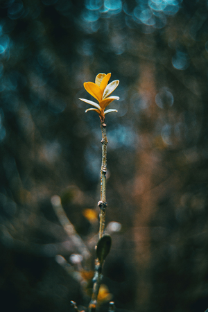 Close-up of a branch of buxus sempervirens isolated in the wildの写真素材